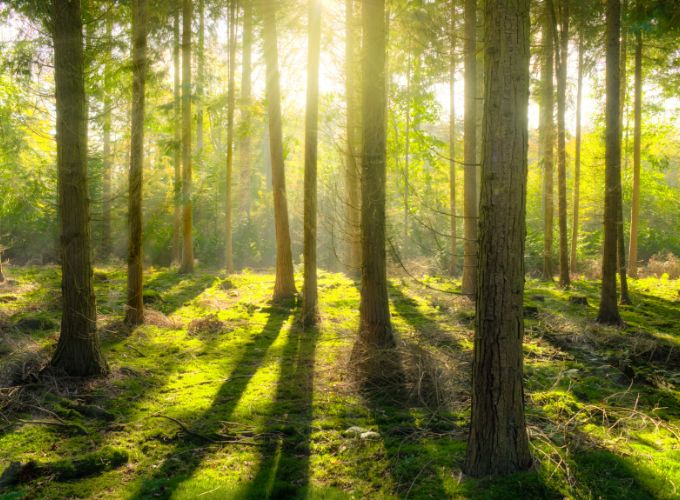 Warum sollten Sie im Frühjahr und Sommer Brennholz kaufen?
